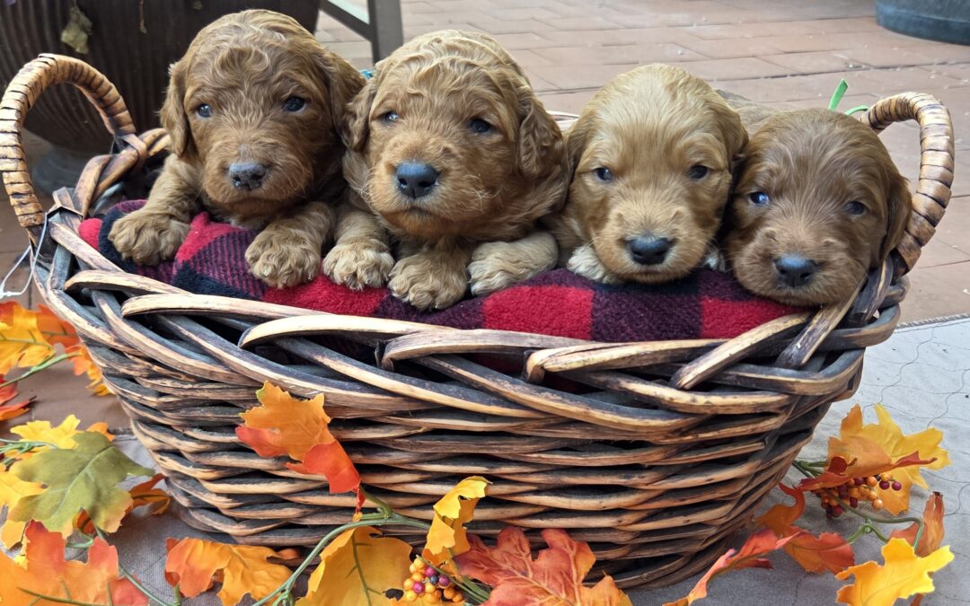 Fall in Love with Our Autumn Goldendoodle Puppies!