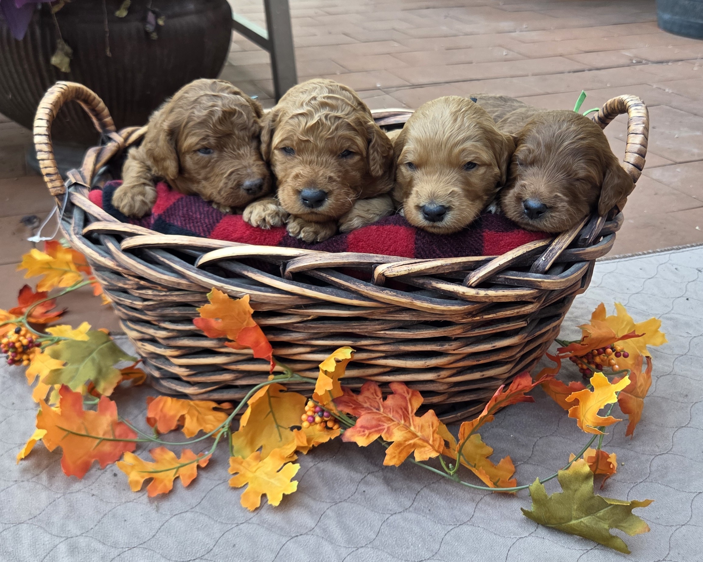 20251022_163501 goldendoodle puppies for sale now - Males