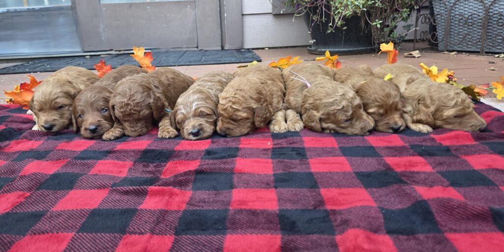 Goldendoodle puppies ready for Chrsitmas 2025