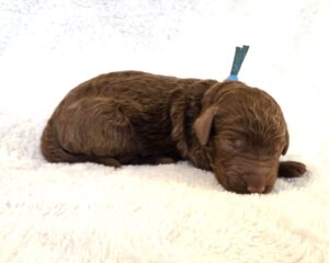 Andy - red goldendoodle puppy for sale Houston