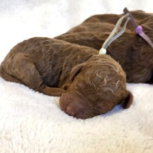 bo - goldendoodle puppy