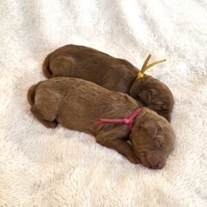 F1b goldendoodles for sale