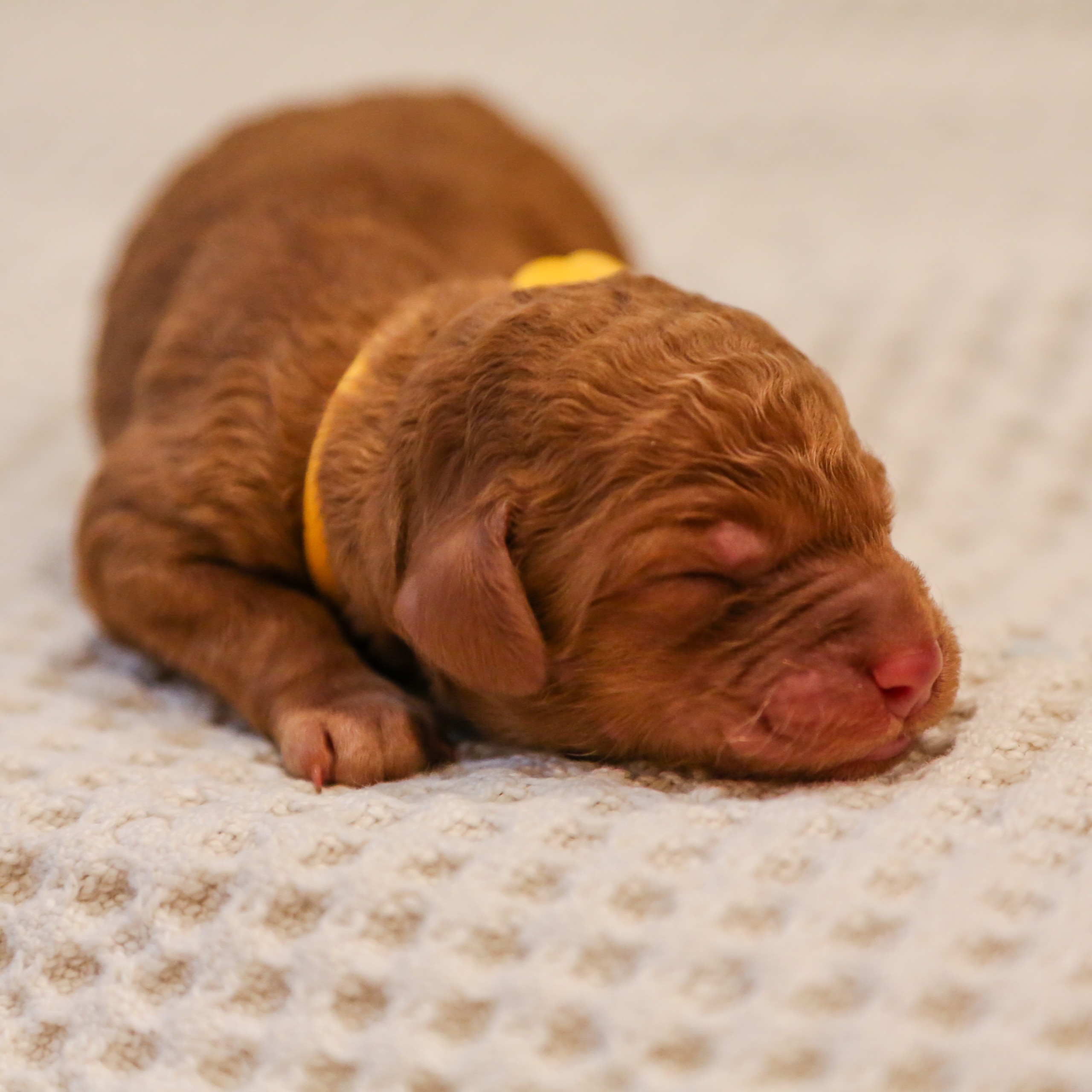 Brooks - Male Goldendoodle puppy