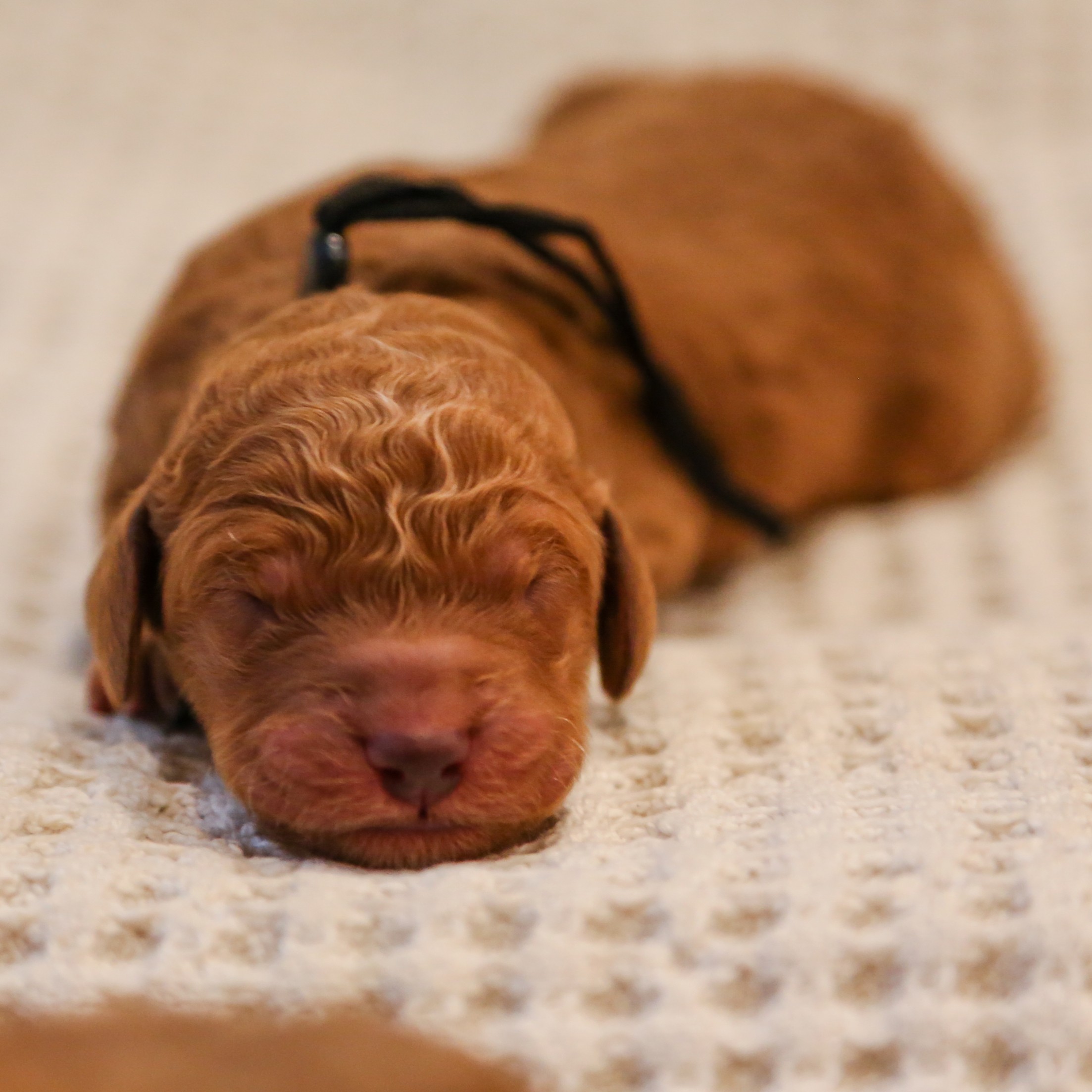 Cash - sq Pups - Sav nb-6426 Cash - goldendoodle Puppy Houston