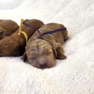 Dolly - goldendoodle pup in Houston for sale