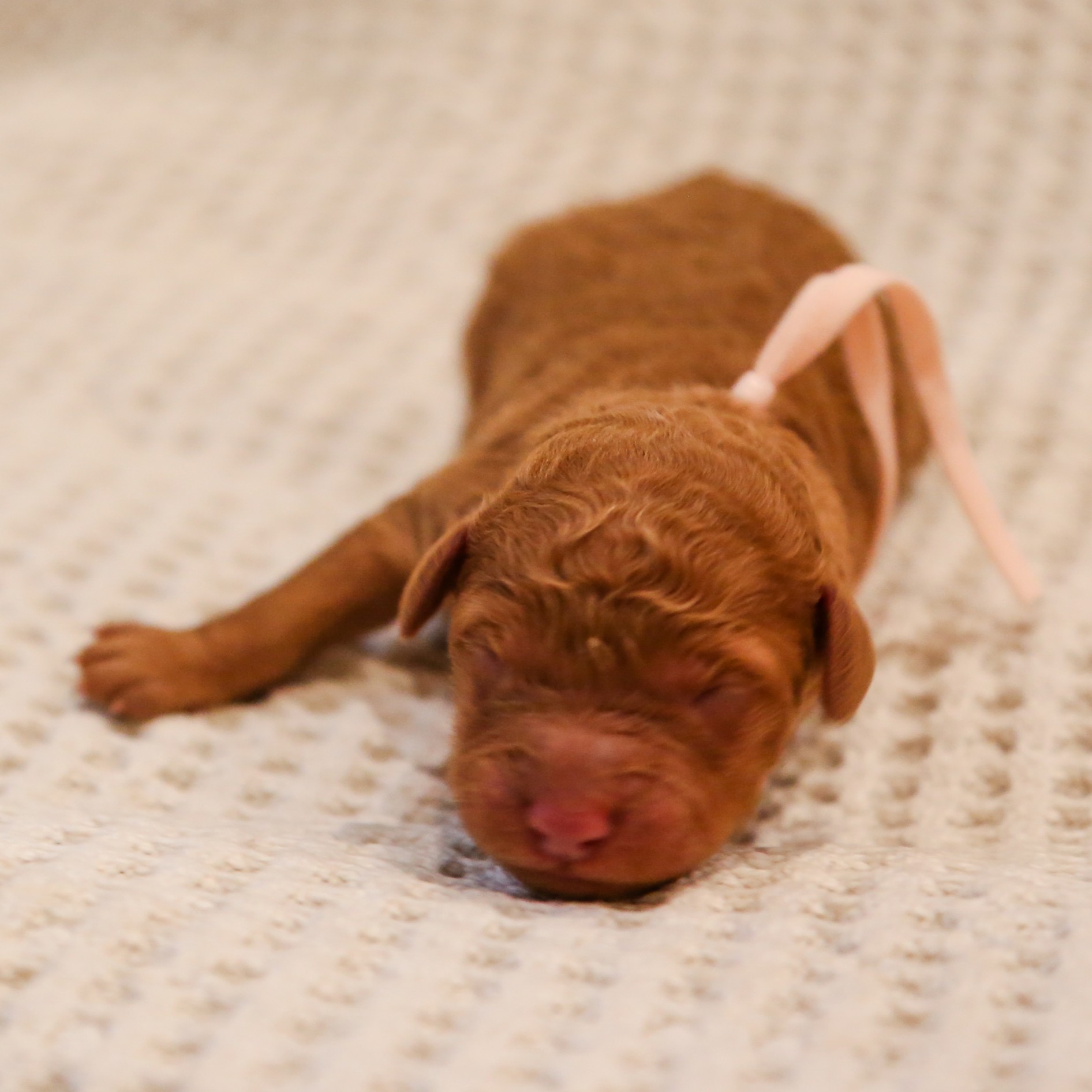 Dolly - female goldendoodle puppy