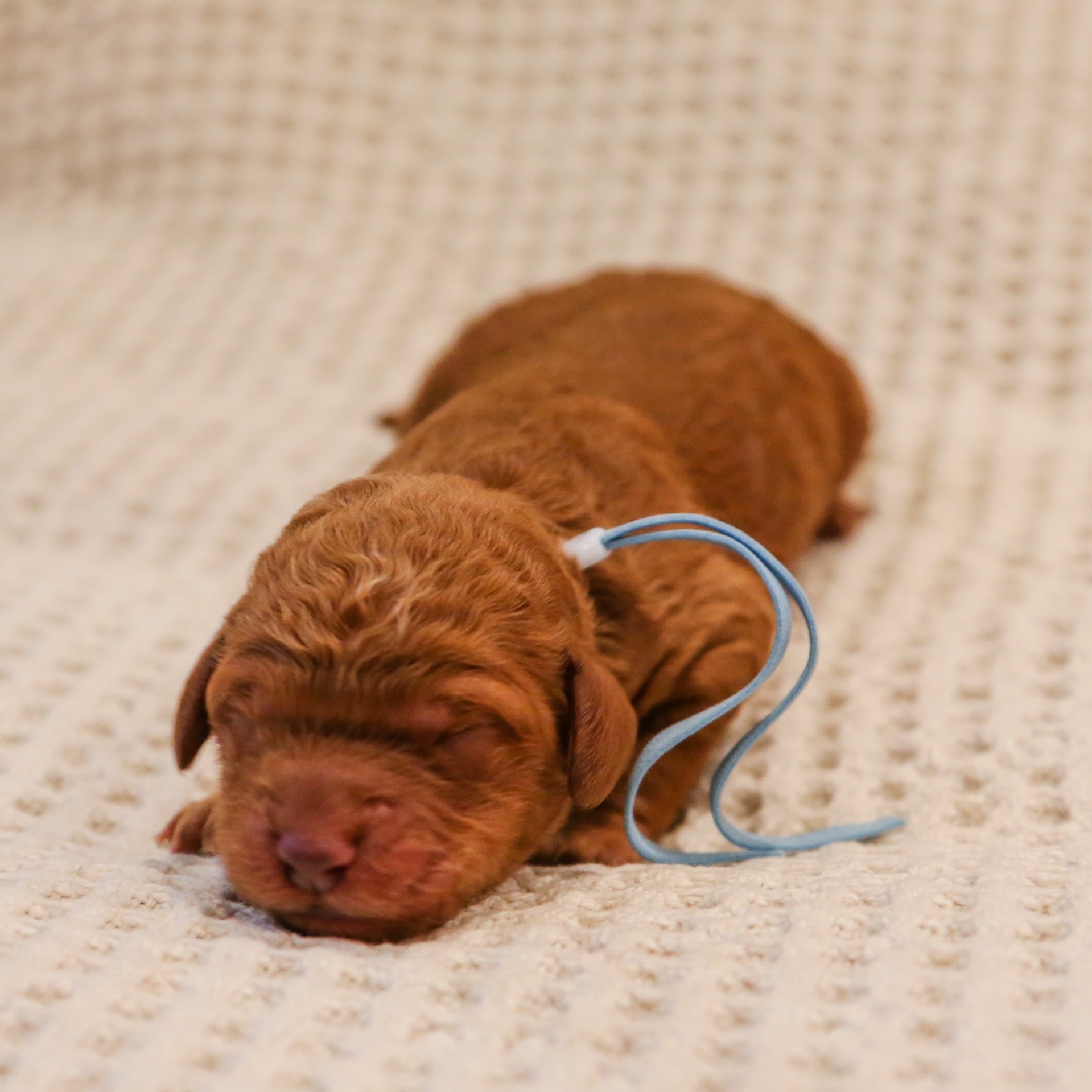Dunn - Male Goldendoodle Pup