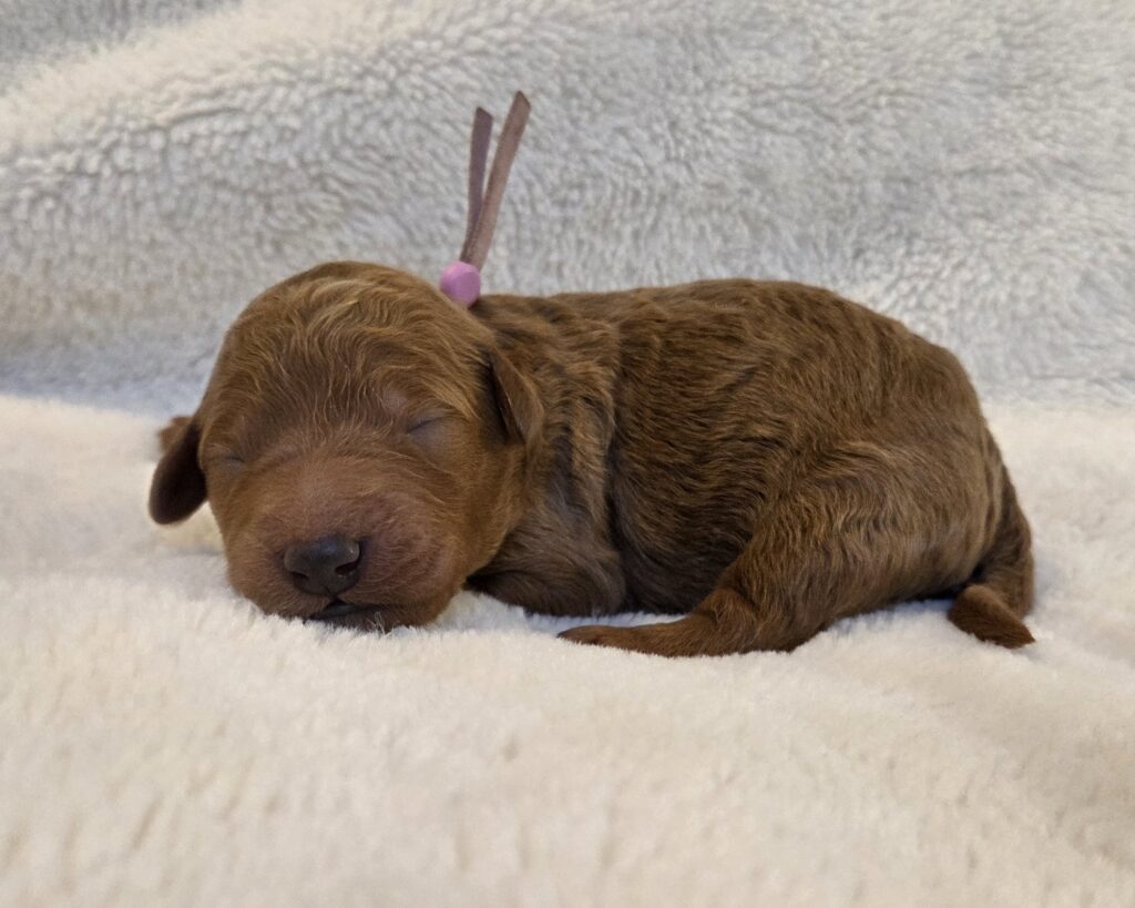 Jessie - goldendoodle for sale - Houston