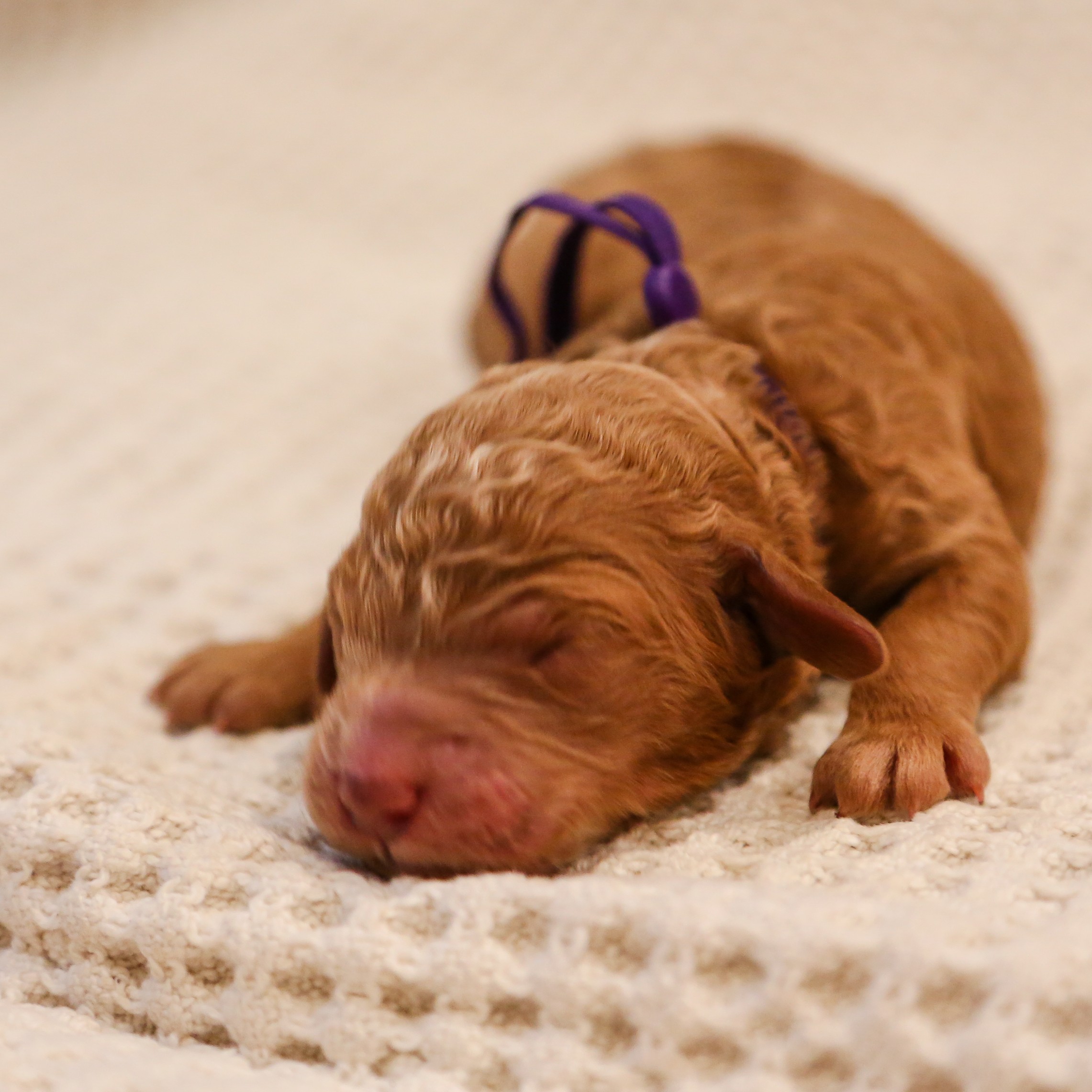 Lainey - goldendoodle pup