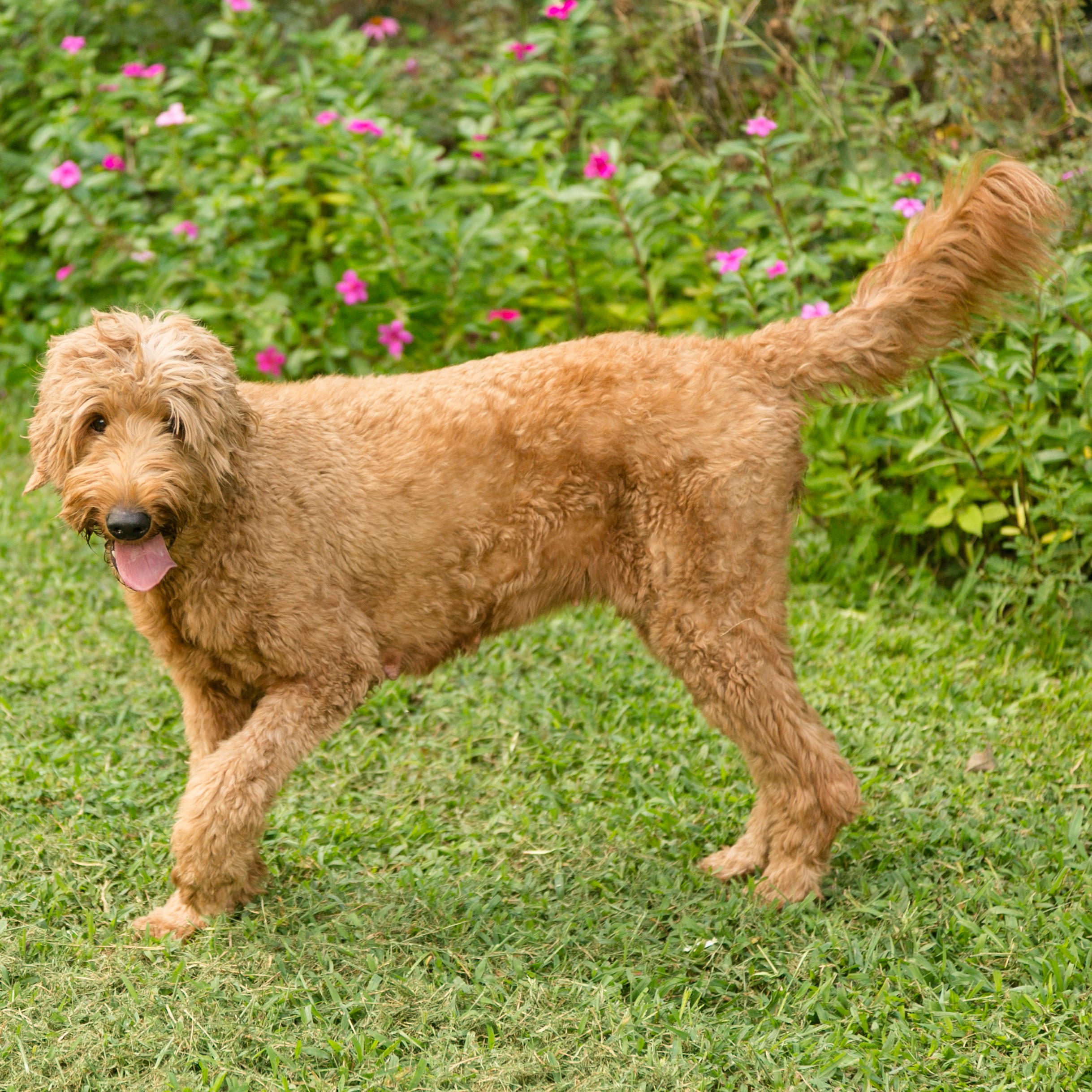 Maggie - standard F1 goldendoodle