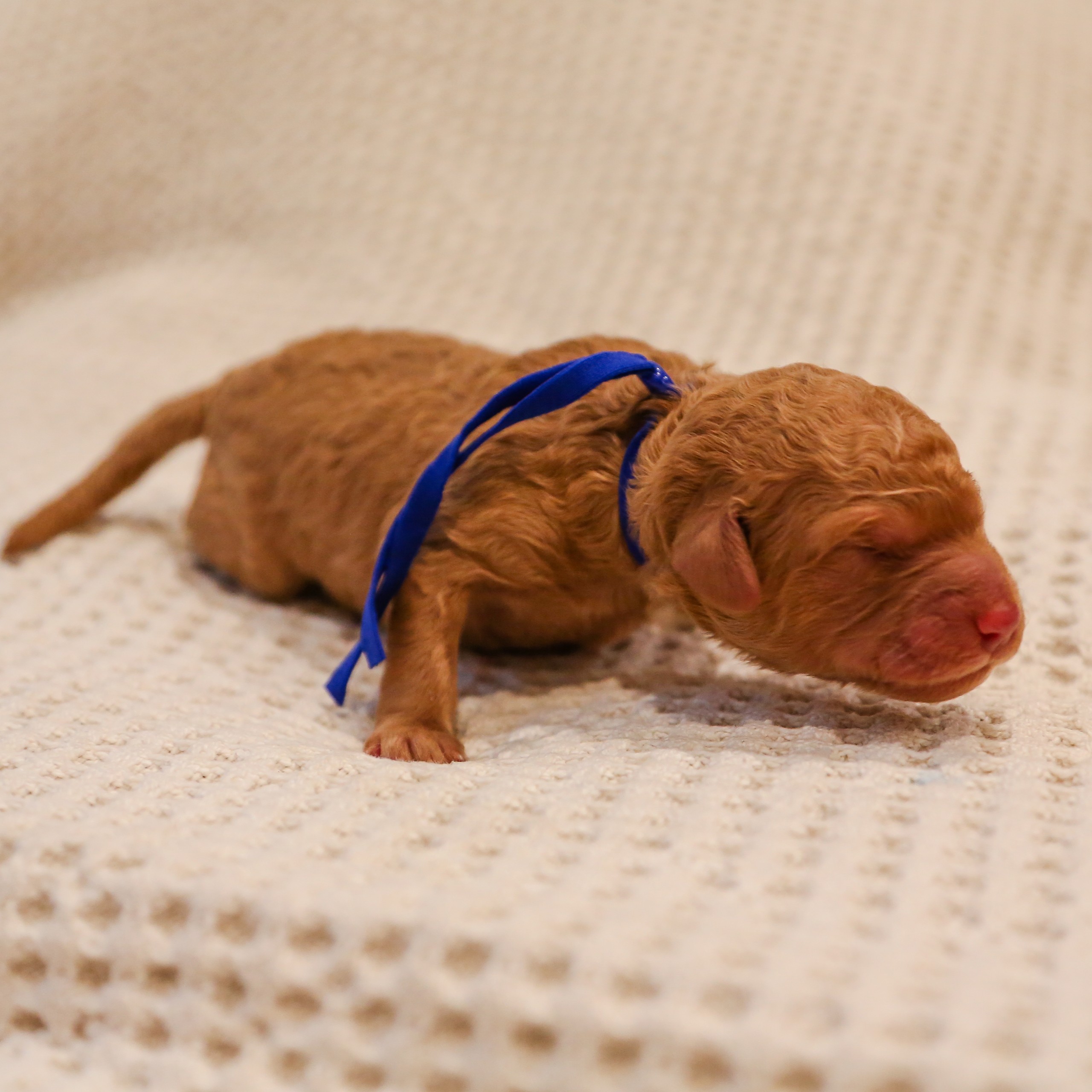 Rascal - Male goldendoodle puppy