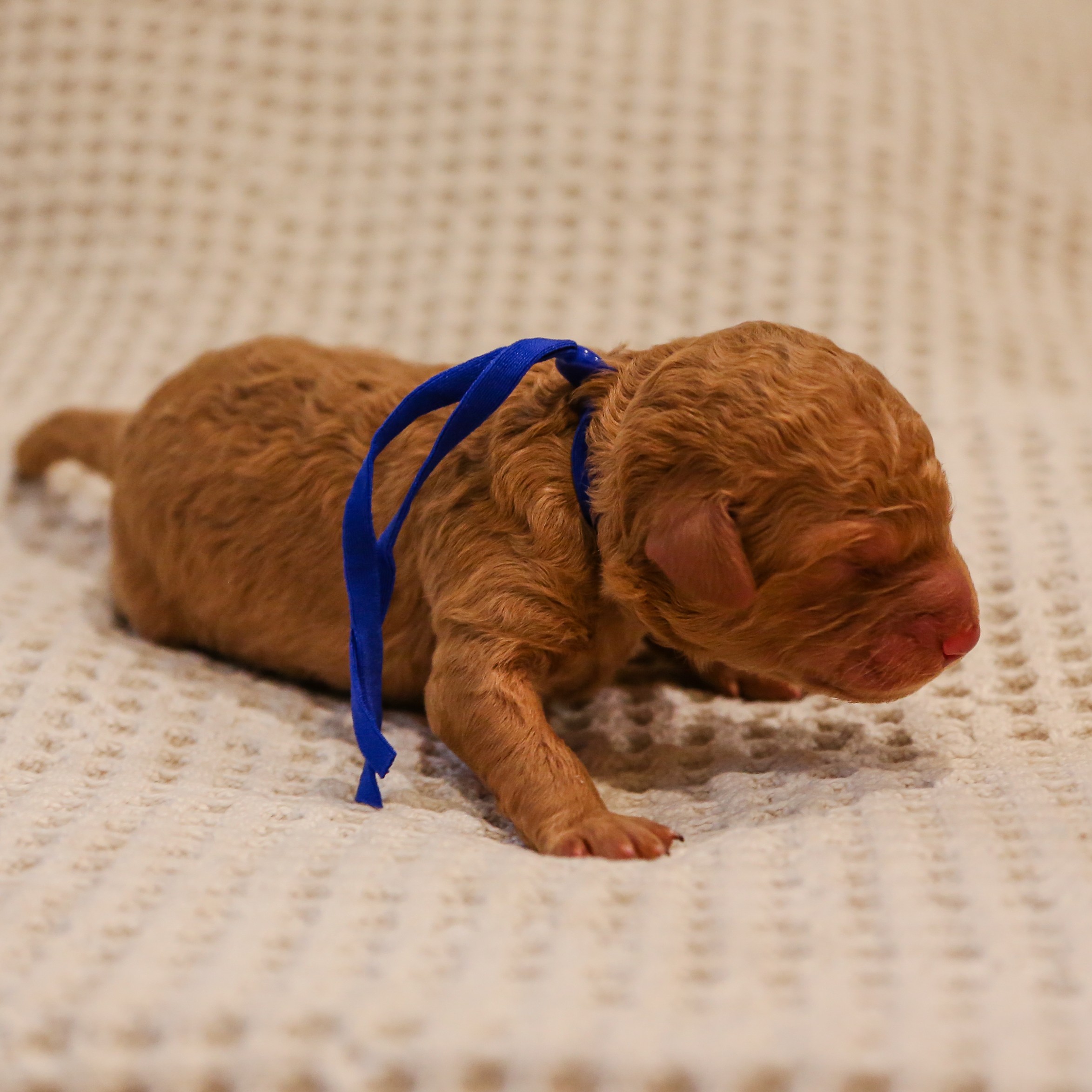 Rascal - male goldendoodle puppy