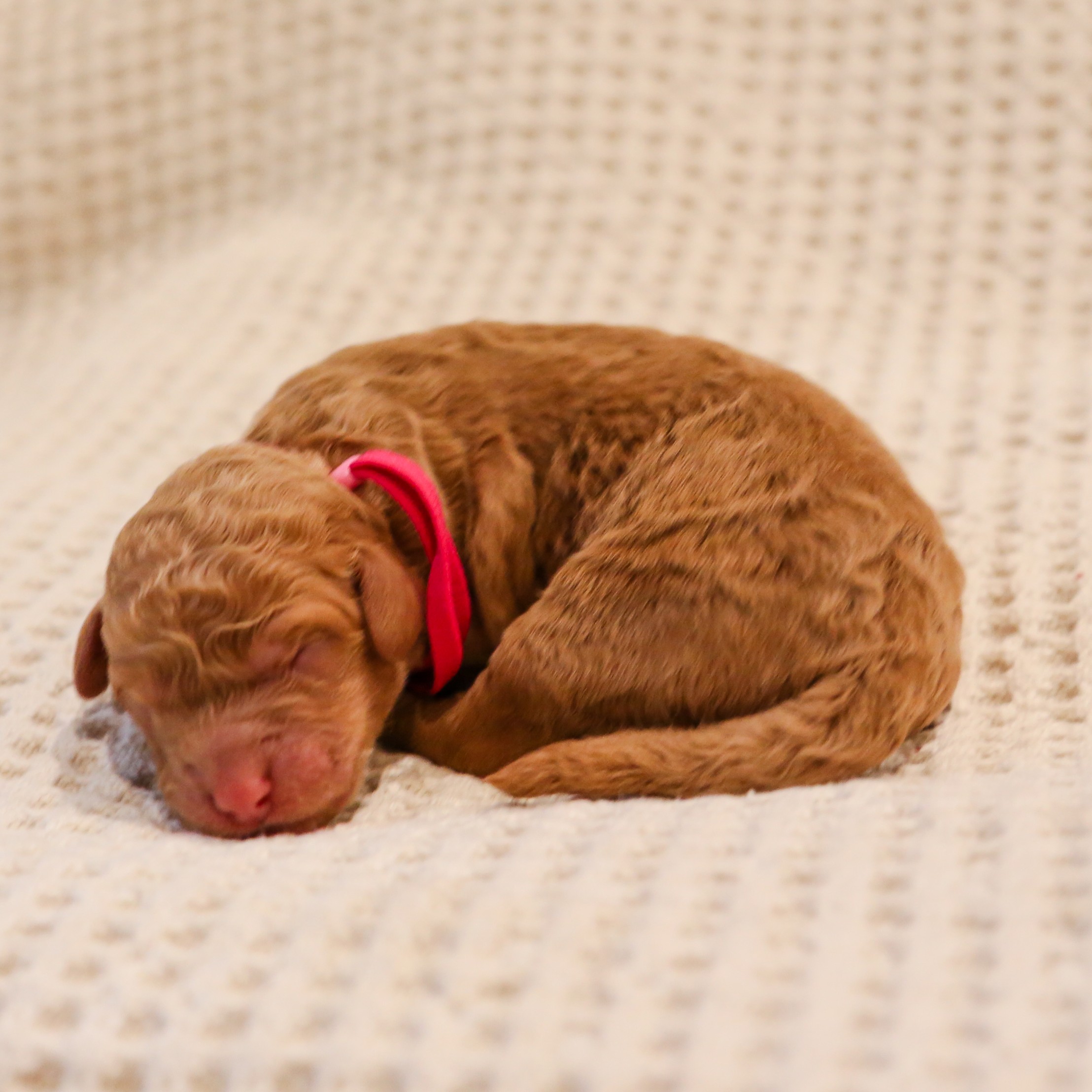 Reba - goldendoodel puppy for sale in Houston, TX