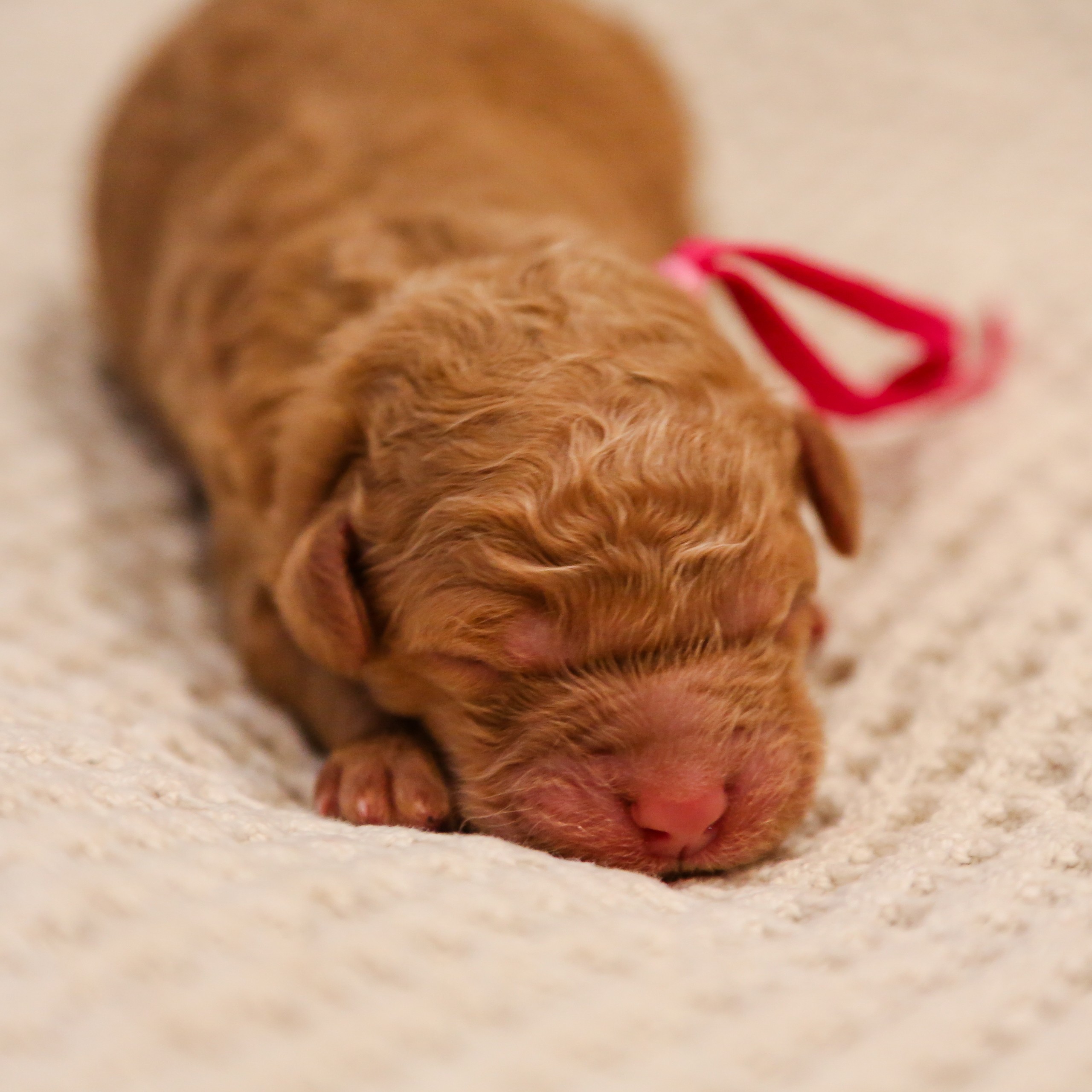 Reba - sq 3Pups - Sav nb-6488 Reba - goldendoodle for sale in Housto