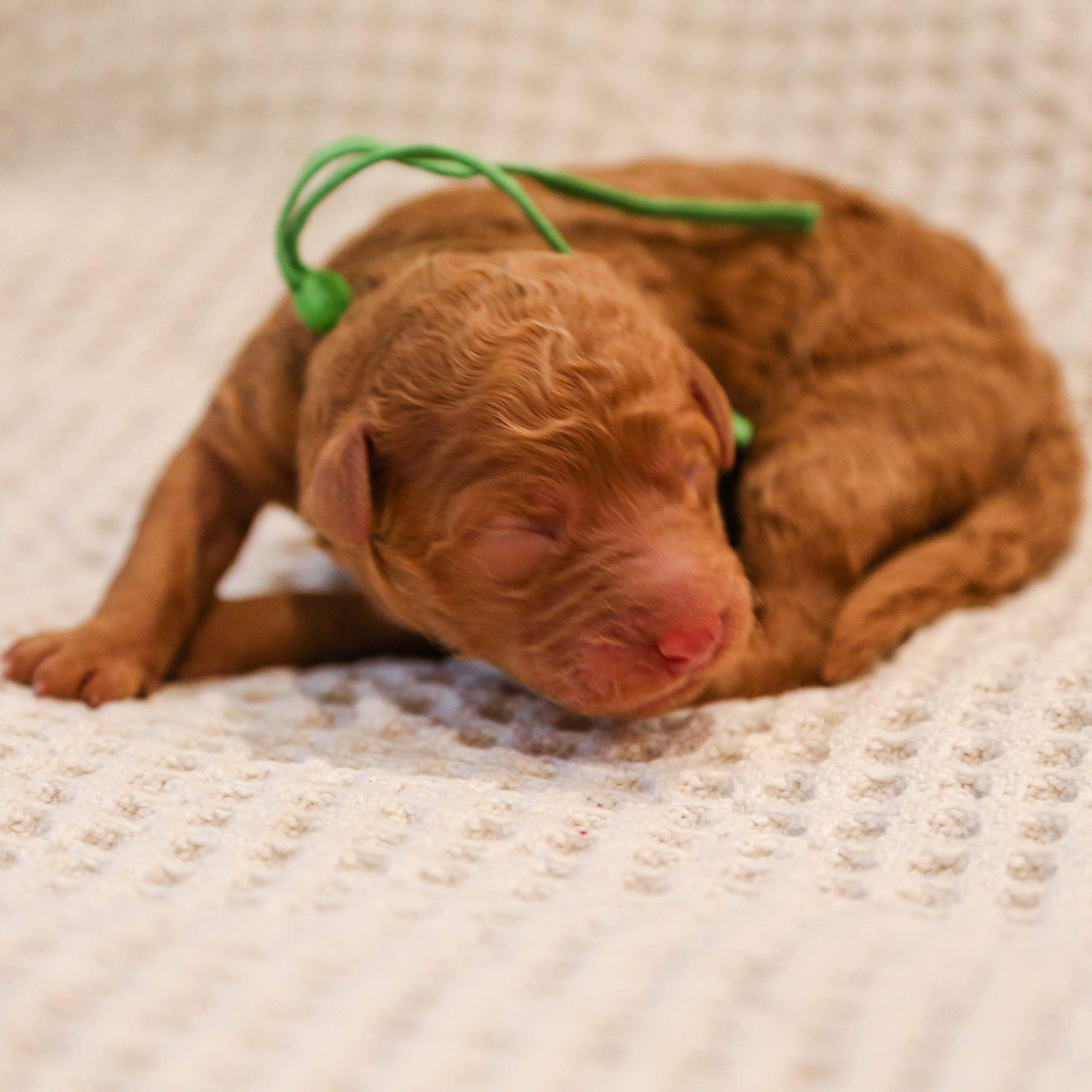 shania - goldendoodle puppy