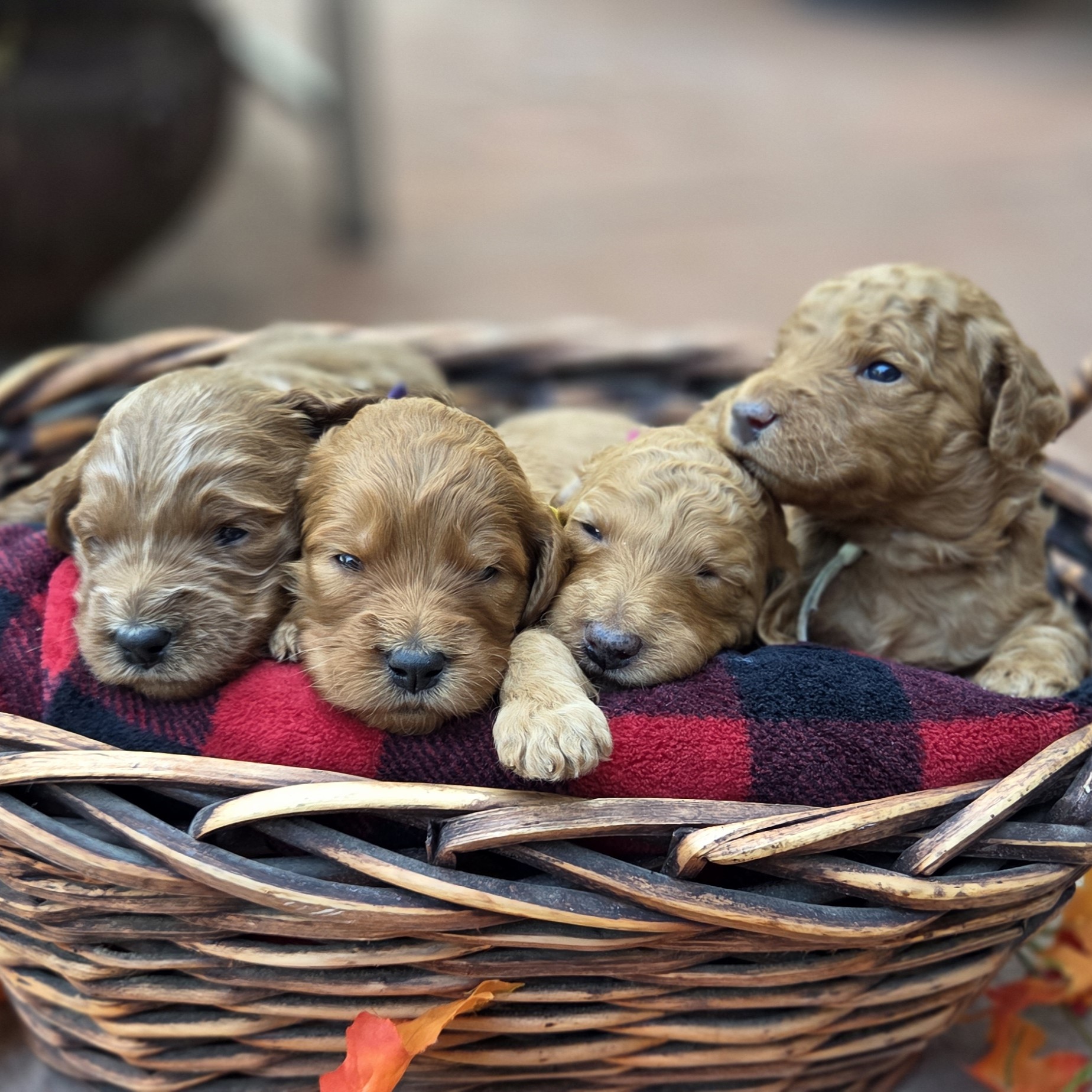 basket of girls - sq Female goldendoodle puppies - Christmas 2025