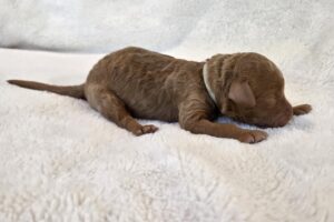 Bo Peep - female goldendoodle