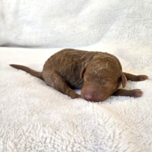 bo Peep - female goldendoodle pupppy