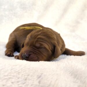 Buttercup - female goldendoodle puppy