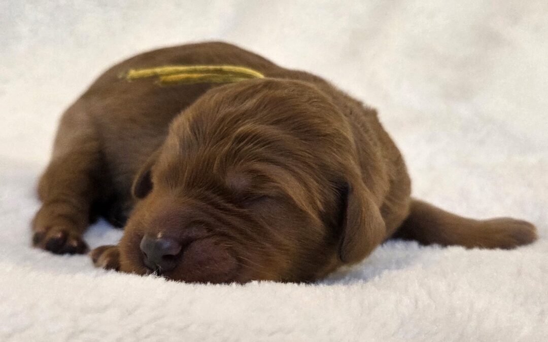 Buttercup