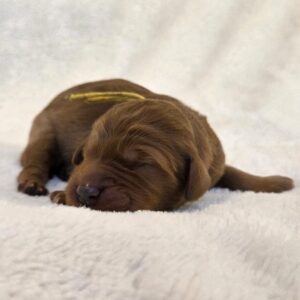 Buttercup - female f1b goldendoodle