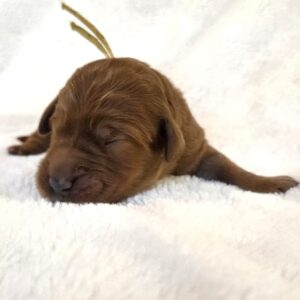 Buttercup - f1b goldendoodle