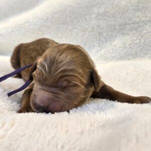 Dolly - female goldendoodle