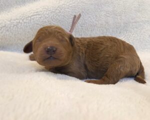 Jessie - standard goldendoodle