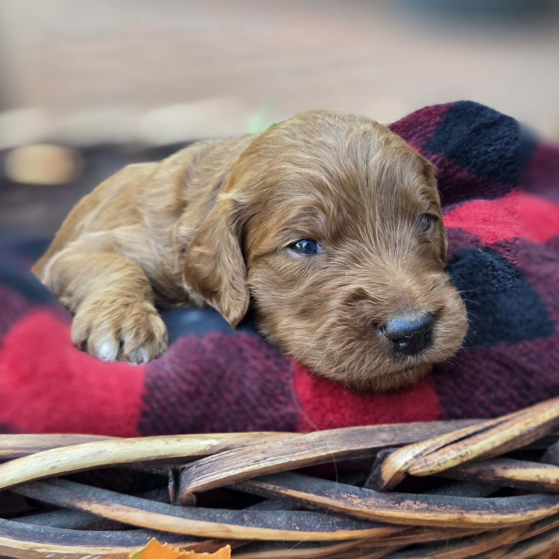 Rex - apricot male goldendoodle puppy