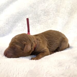 Trixie - for sale goldendoodle