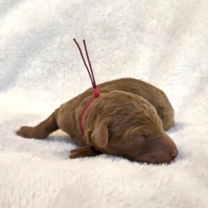 Trixie - standard goldendoodle pup