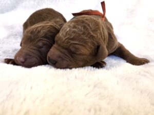 Doodle pups in Houston