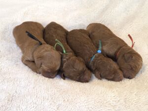 Goldendoodle Puppies - Christmas 2025