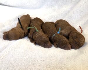 Goldendoodle puppies ready for Christmas