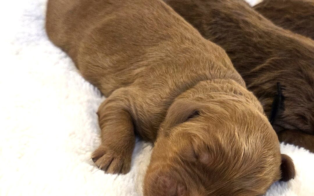 New Litter
