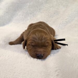 woody - male goldendoodle