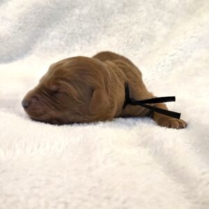 Woody - darling goldendoodle for sale