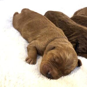 Woody - red goldendoodle
