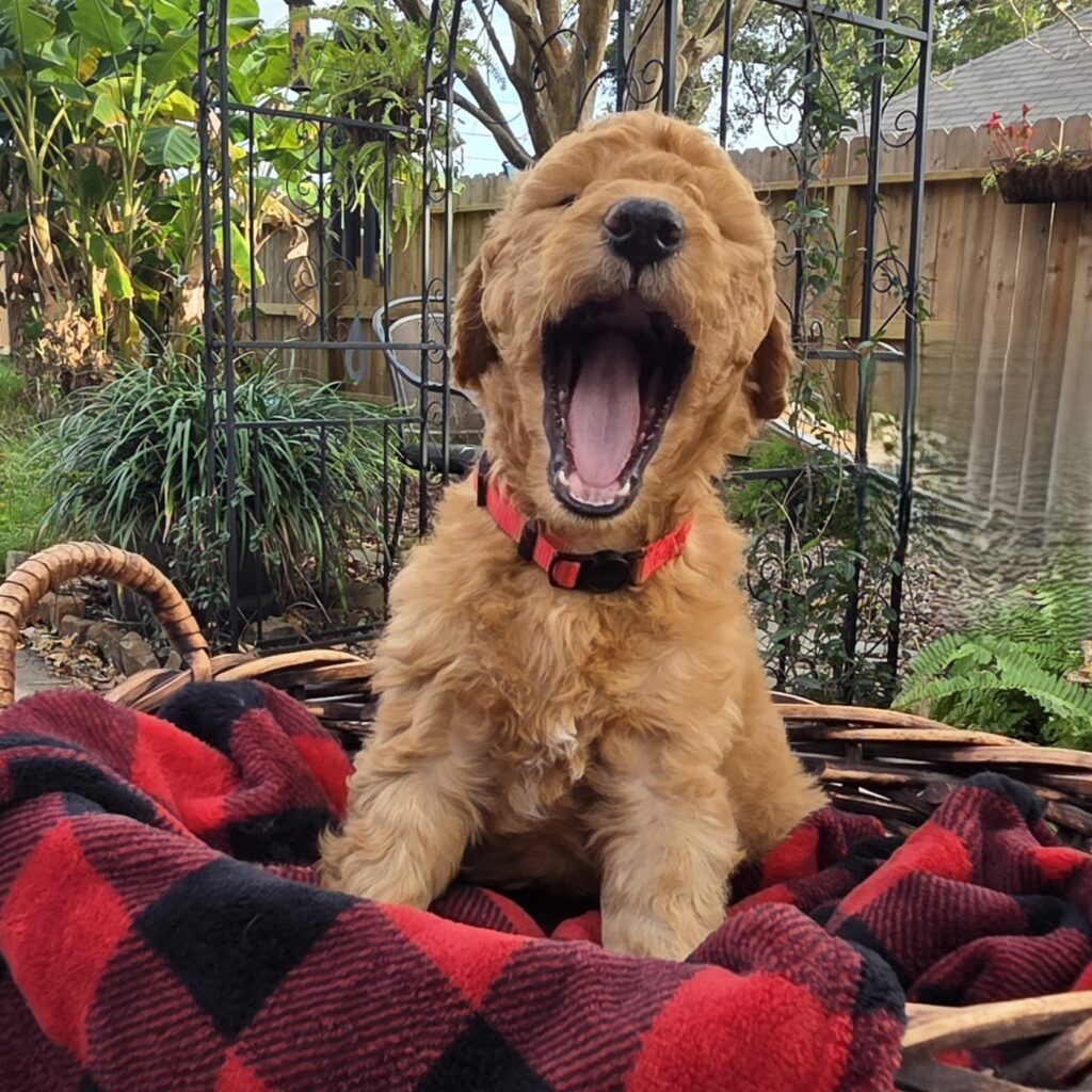 F1B Goldendoodle puppy sitting in a basket, yawning at Rainfield Goldendoodles in Houston