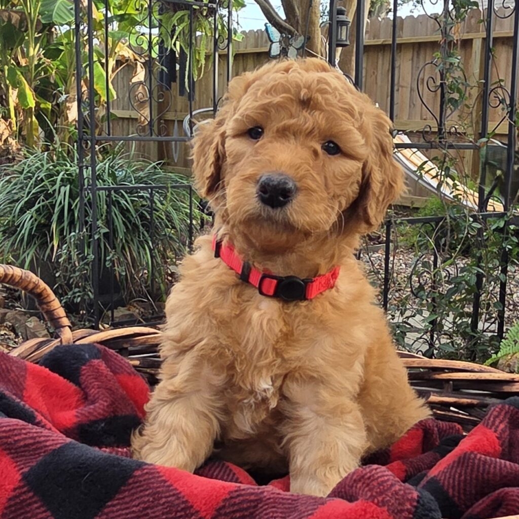 Curly F1B Goldendoodle puppy sitting in a basket looking serious