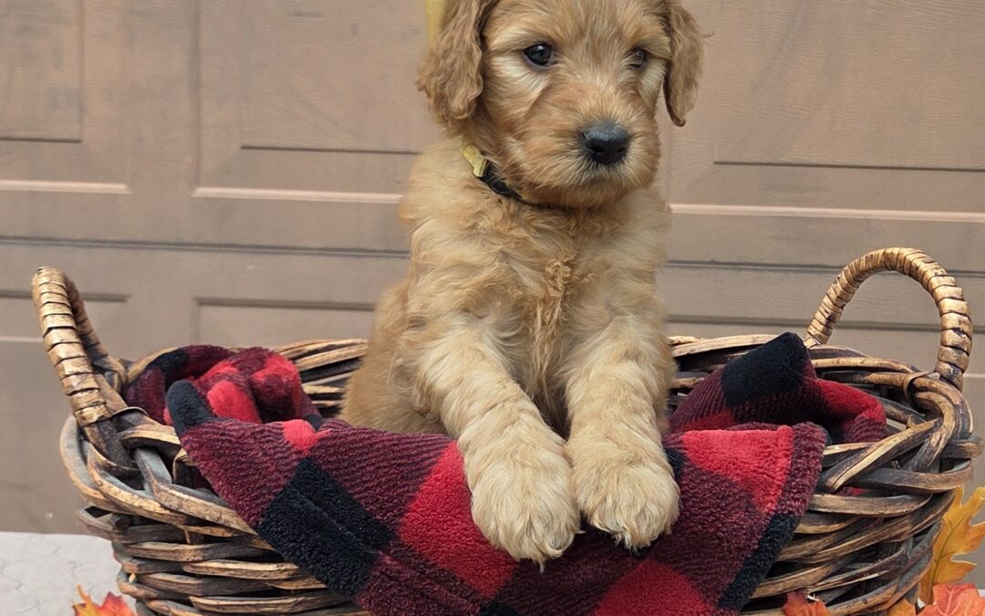 Holiday Joy – Goldendoodles In Houston