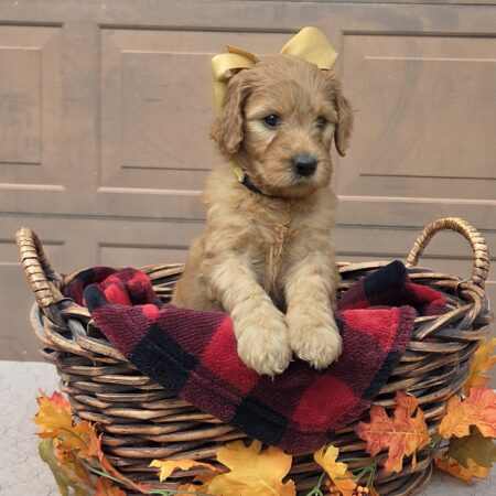 Holiday Joy – Goldendoodles In Houston