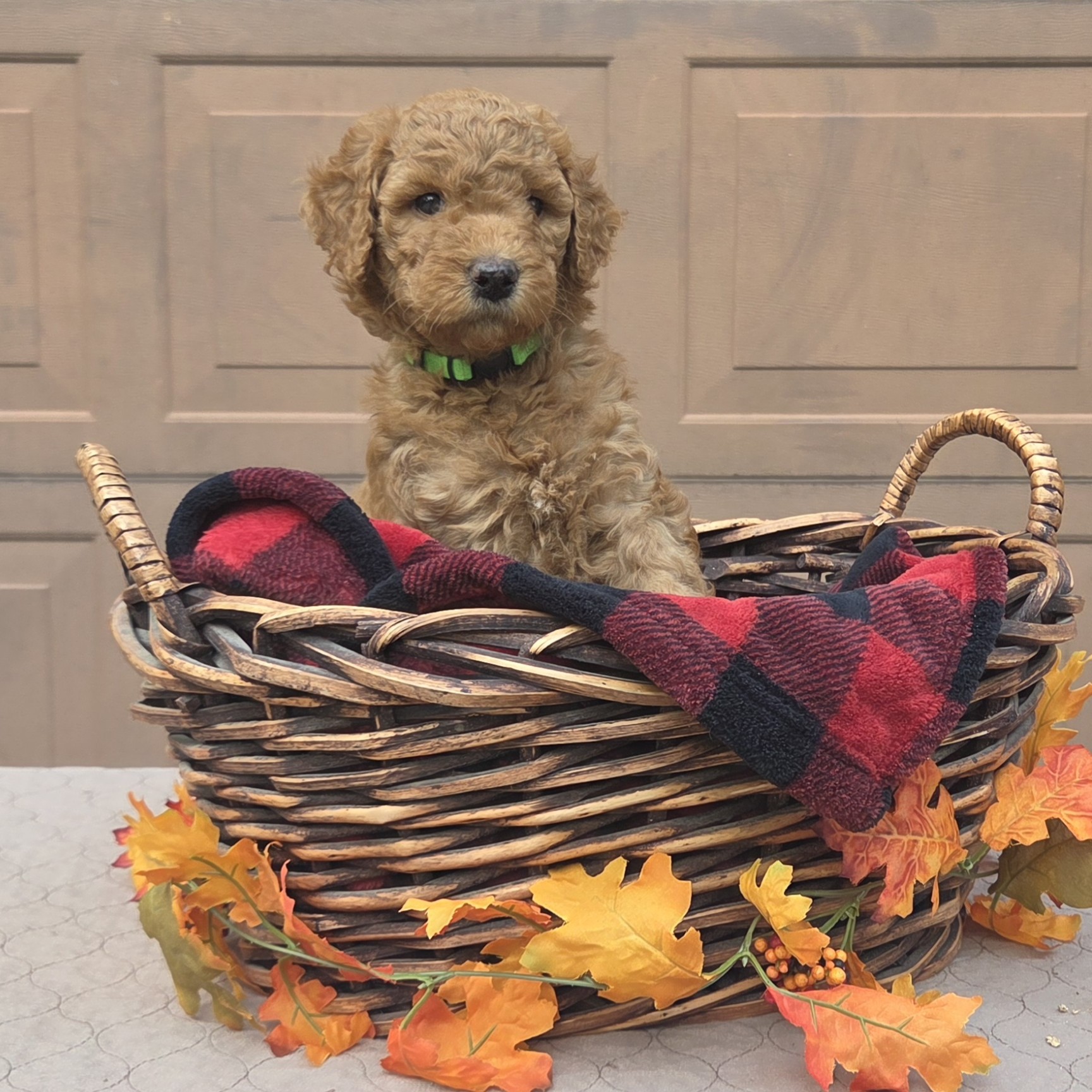 Jessie - goldendoodle puppy