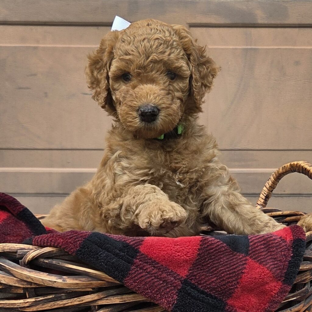 Curly F1B Goldendoodle puppy sitting in a wicker basket - goldendoodles in Houston”