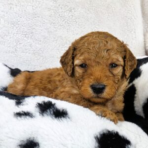 Dunn - male goldendoodle pup in Houston