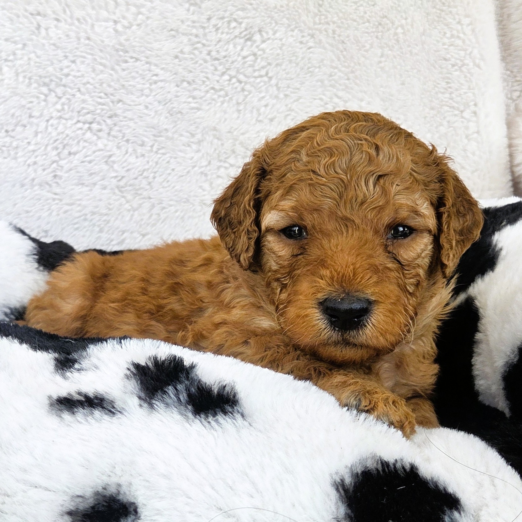 Dunn - male goldendoodle pup in Houston