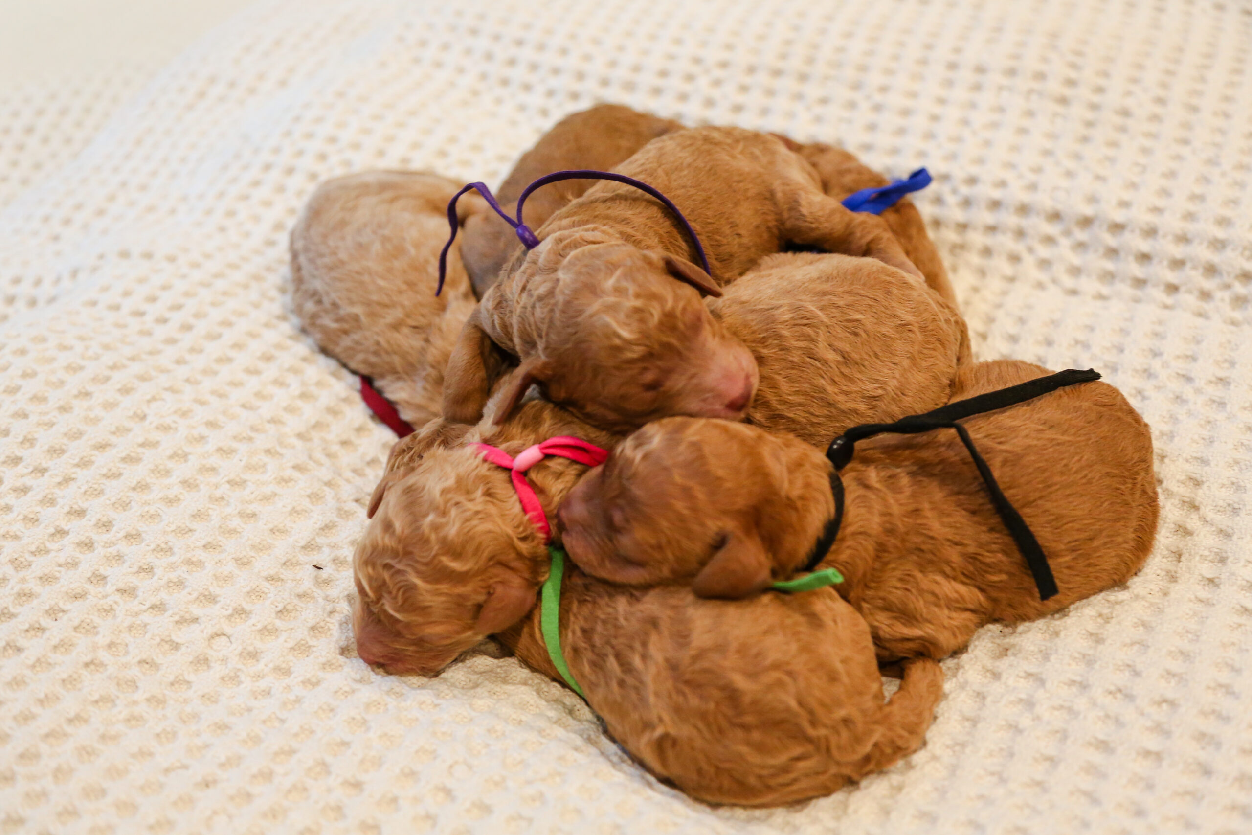 Pups - Sav nb-6375 Goldendoodle Puppies for sale Houston