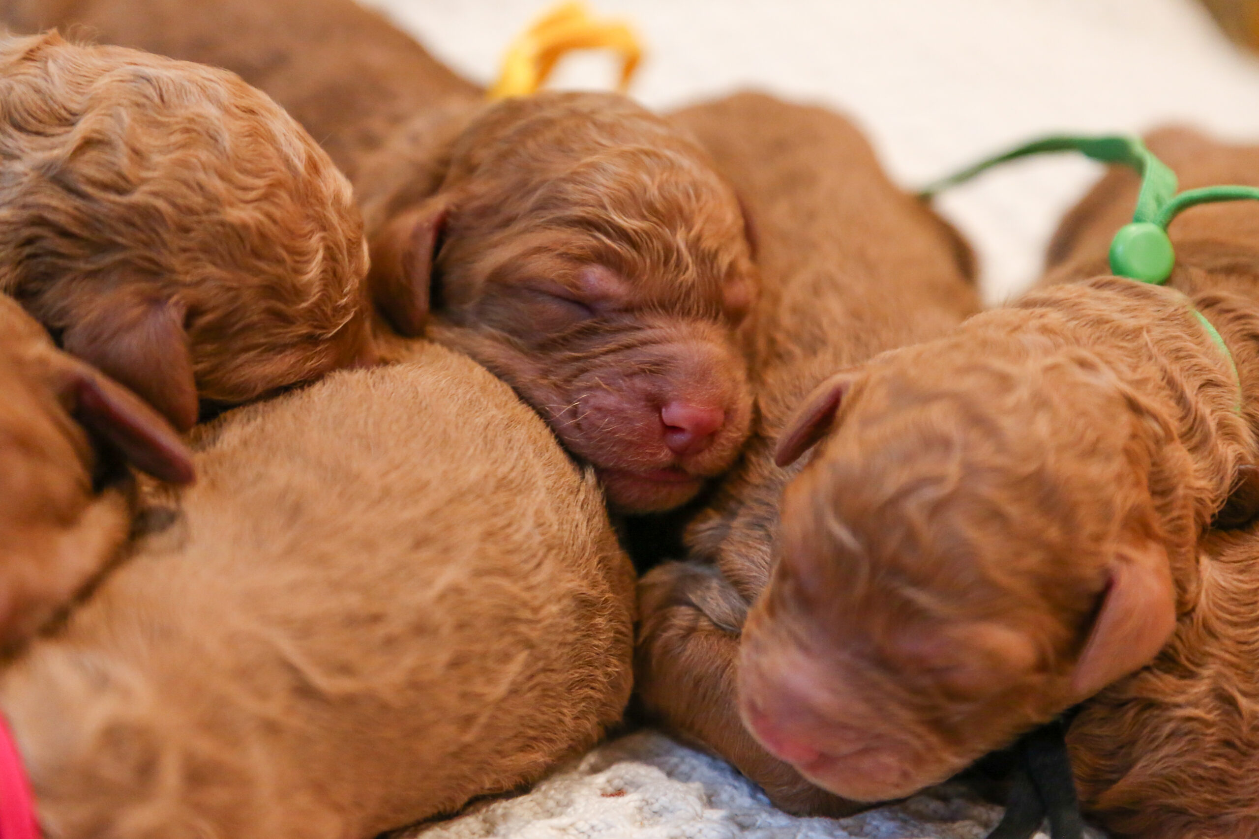 Pups - Sav nb-6386 Puppy Pile