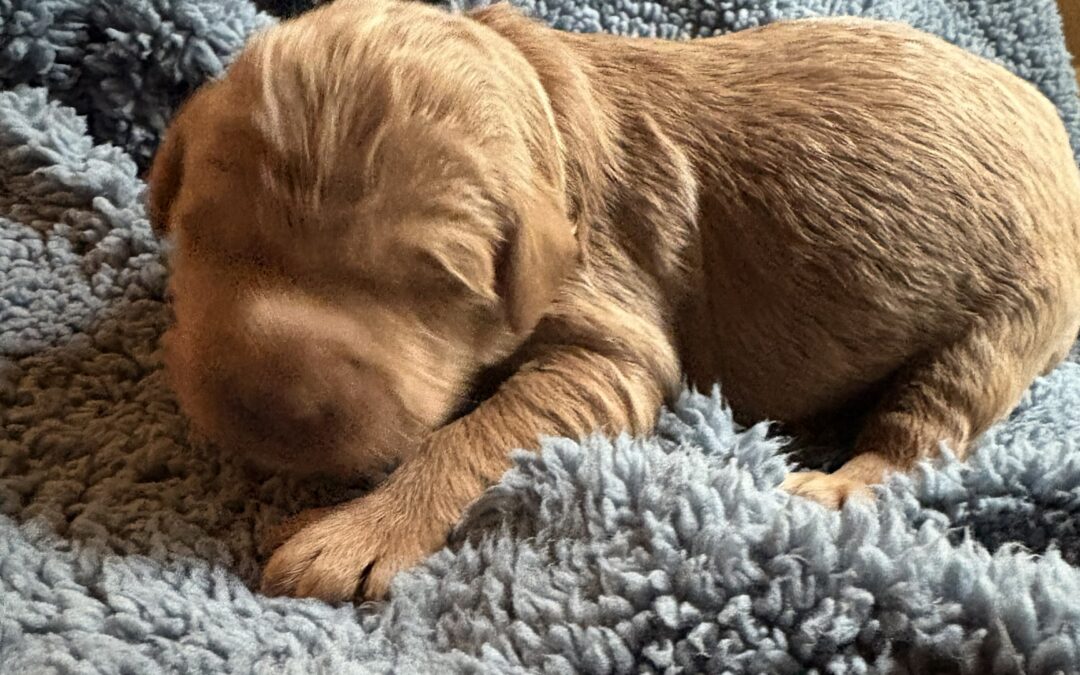 Arlo