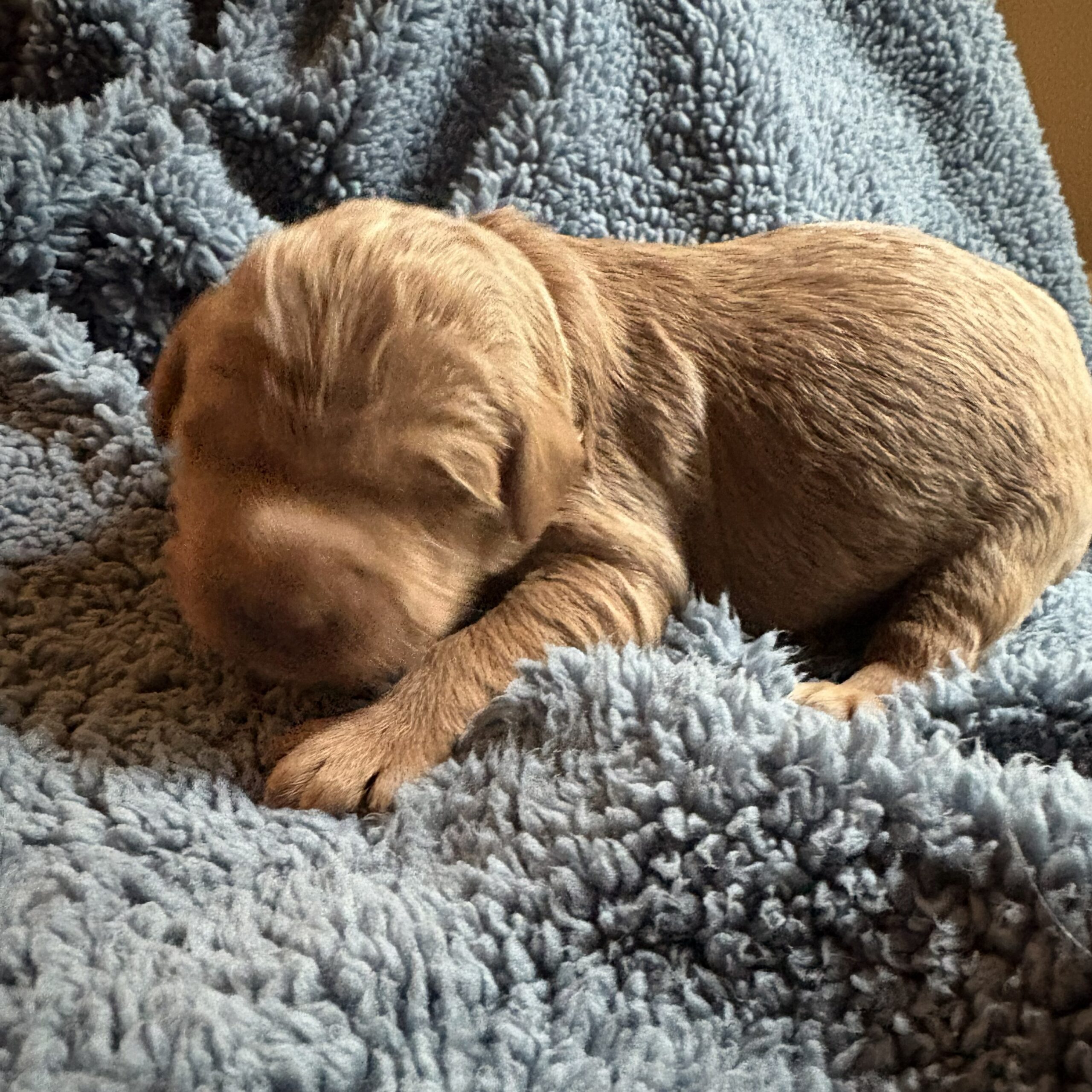 Arlo - goldendoodle puppy Houston